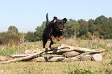 ROTTWEILER 149